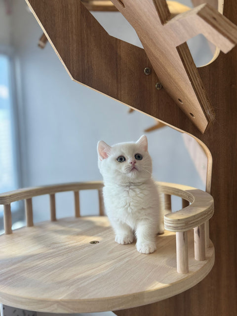 🐱 短腿曼基 純白