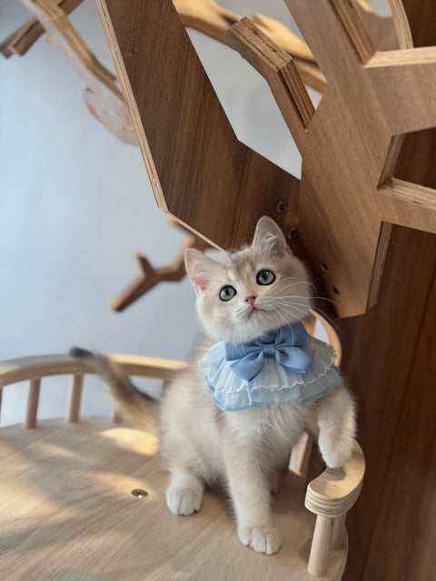 🐱英短 藍金 仔仔