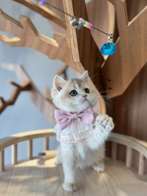 🐱英短 藍金 女女