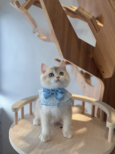 🐱英短 藍金 仔仔