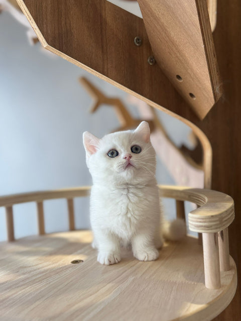 🐱 短腿曼基 純白