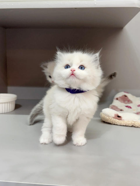 🐱布偶 藍雙 (餅乾 & 曲奇)