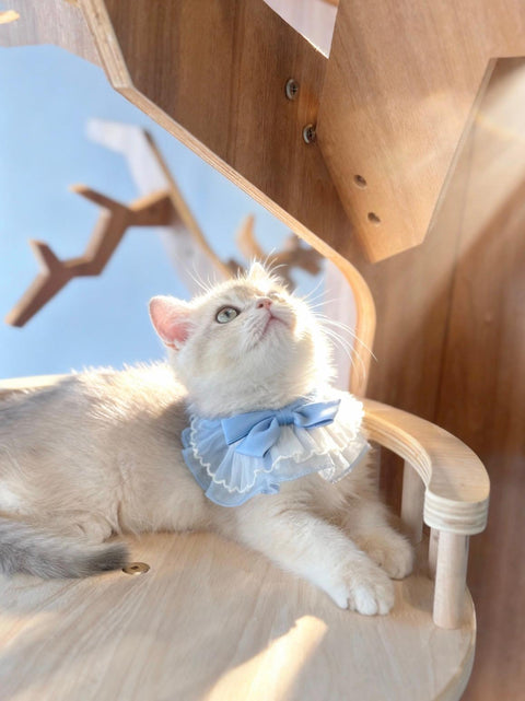 🐱英短 藍金 仔仔