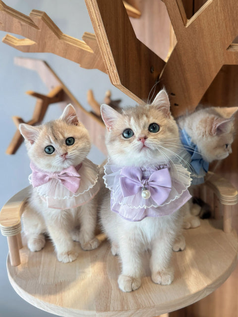 🐱英短 藍金 女女