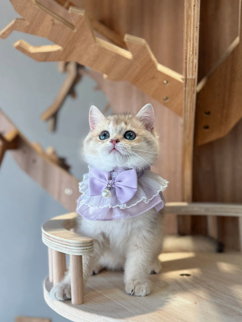 🐱英短 藍金 女女