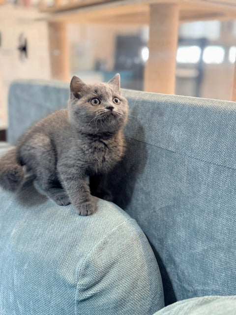 🐱英短 藍貓