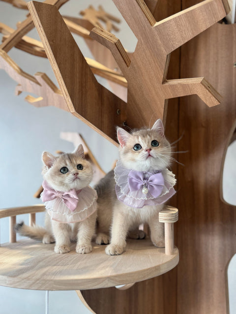 🐱英短 藍金 女女