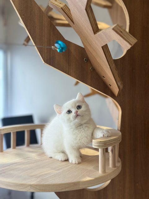 🐱 短腿曼基 純白