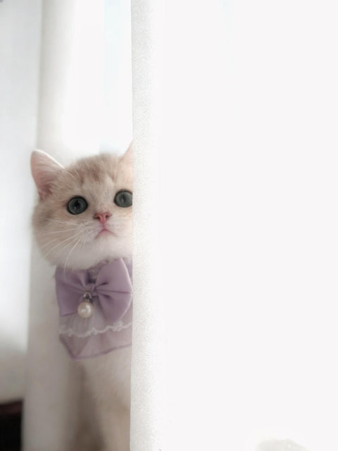 🐱英短 藍金 女女