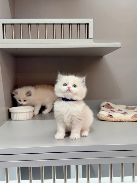 🐱布偶 藍雙 (餅乾 & 曲奇)