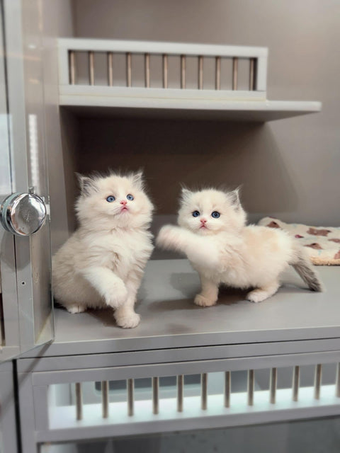 🐱布偶 藍雙 (餅乾 & 曲奇)