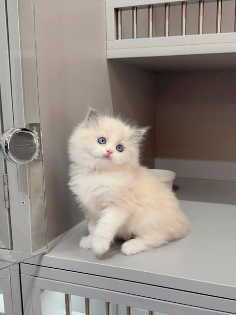 🐱布偶 藍雙 (餅乾 & 曲奇)