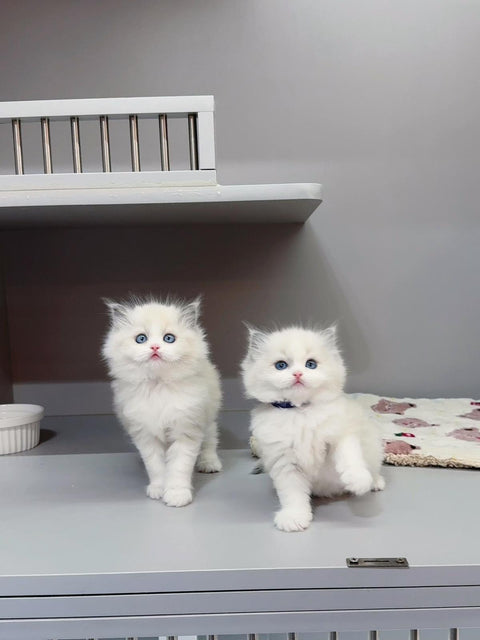 🐱布偶 藍雙 (餅乾 & 曲奇)