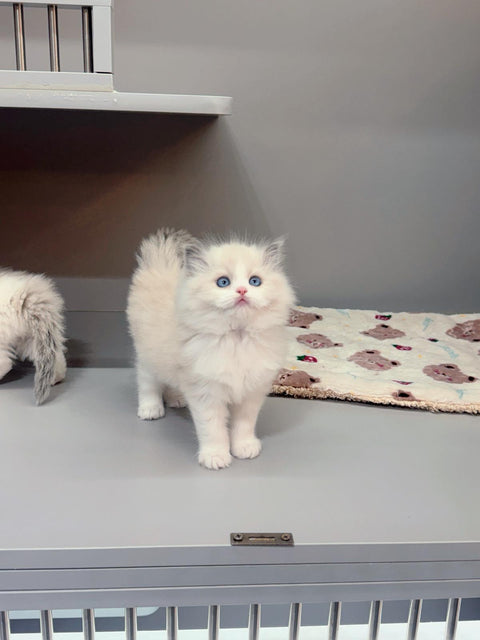 🐱布偶 藍雙 (餅乾 & 曲奇)