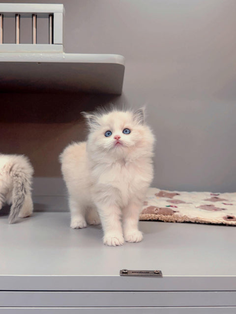 🐱布偶 藍雙 (餅乾 & 曲奇)