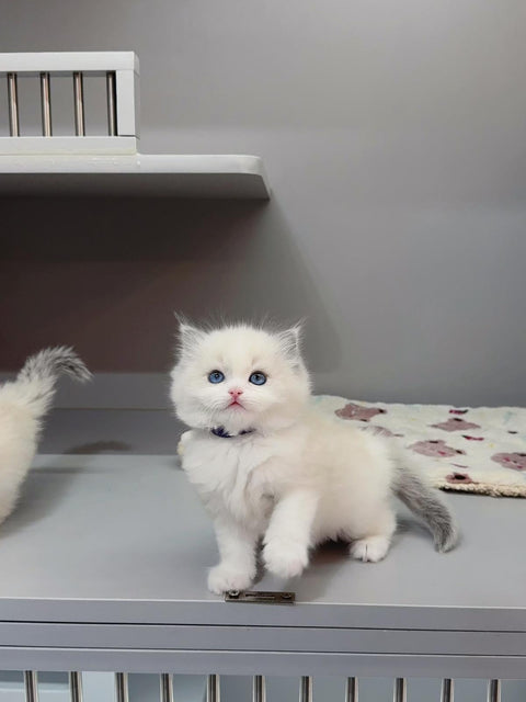 🐱布偶 藍雙 (餅乾 & 曲奇)