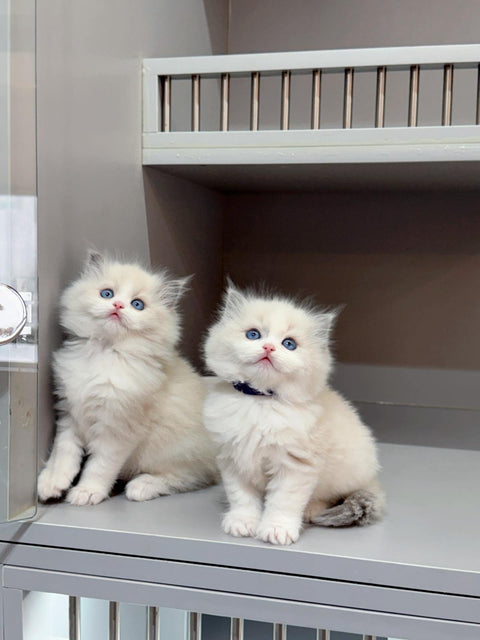 🐱布偶 藍雙 (餅乾 & 曲奇)