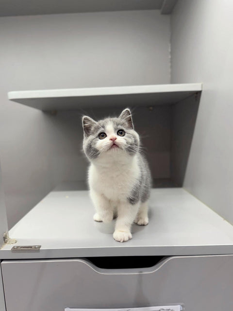 🐱英短 藍白