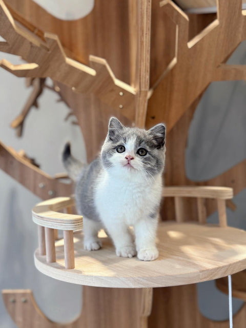 🐱英短 藍白