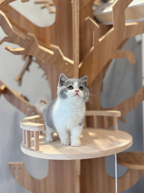 🐱英短 藍白
