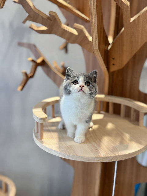 🐱英短 藍白