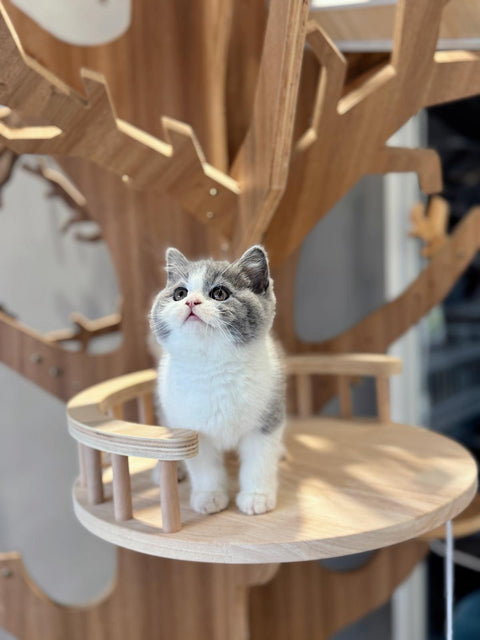 🐱英短 藍白