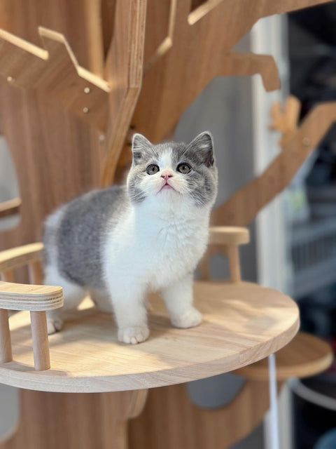 🐱英短 藍白