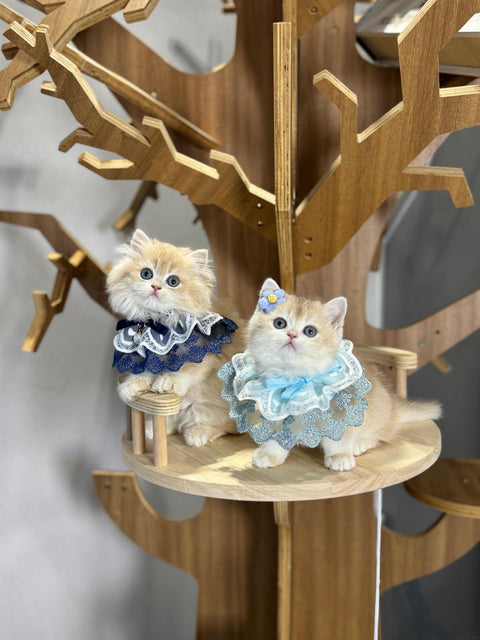 🐱英短+英長 紫金