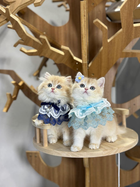 🐱英短+英長 紫金