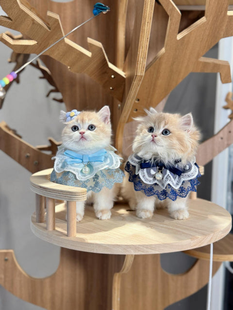 🐱英短+英長 紫金