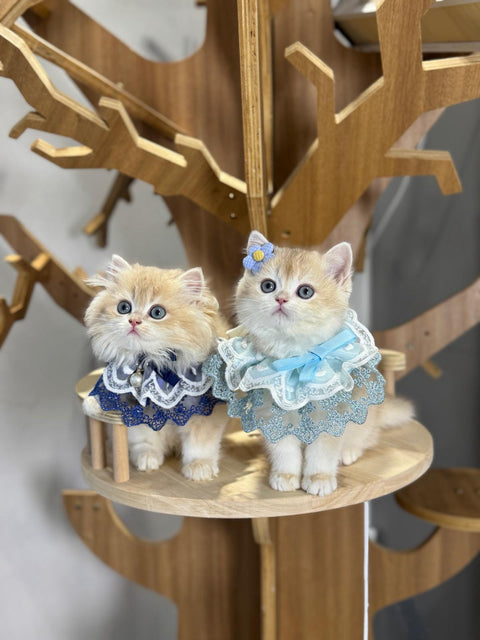 🐱英短+英長 紫金