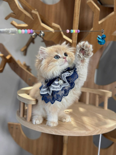 🐱英短+英長 紫金