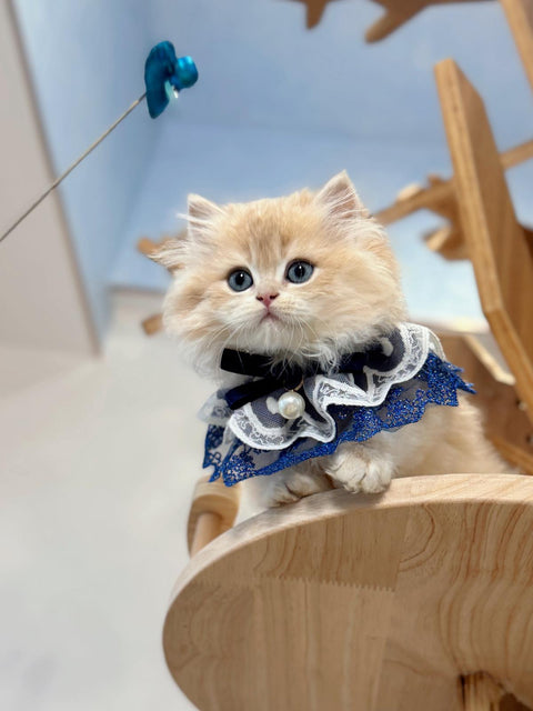 🐱英短+英長 紫金