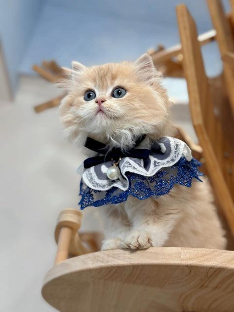 🐱英短+英長 紫金