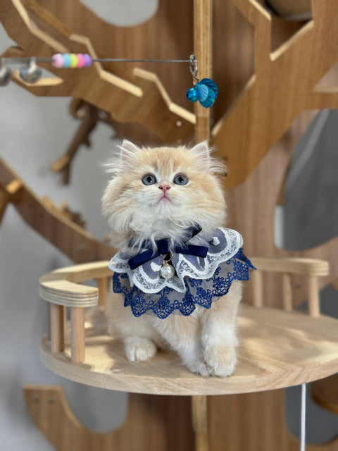 🐱英短+英長 紫金