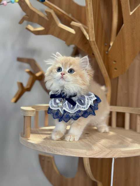 🐱英短+英長 紫金