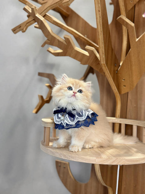 🐱英短+英長 紫金