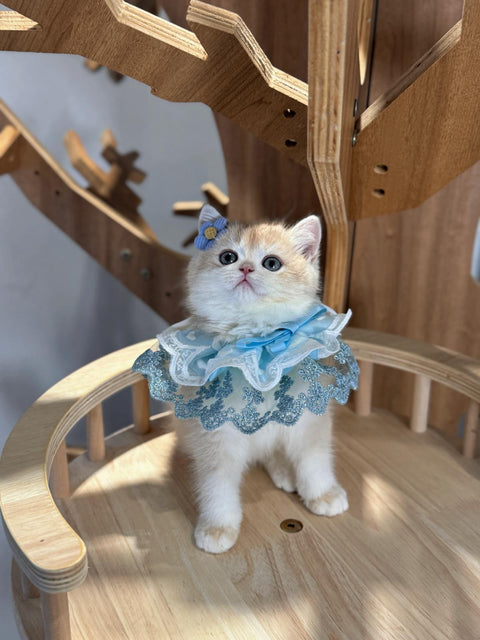 🐱英短+英長 紫金