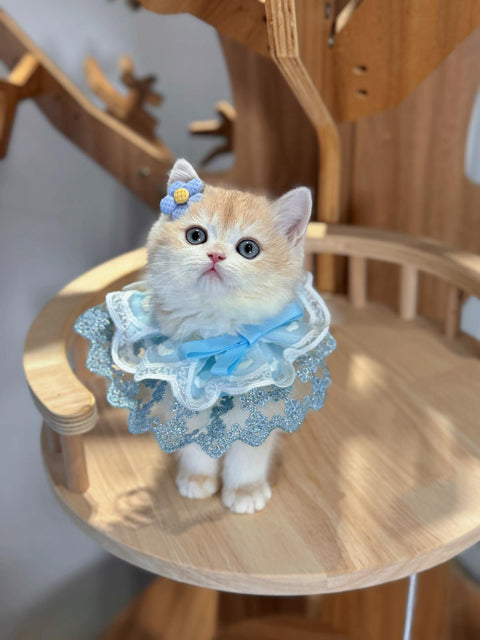 🐱英短+英長 紫金