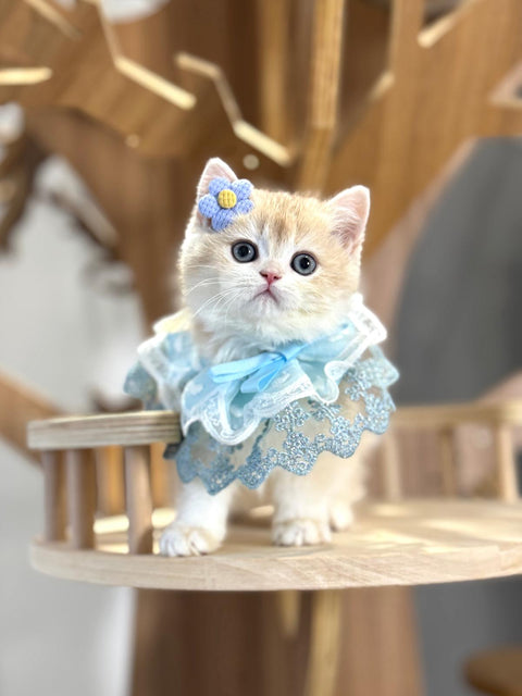 🐱英短+英長 紫金