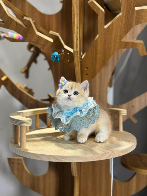 🐱英短+英長 紫金