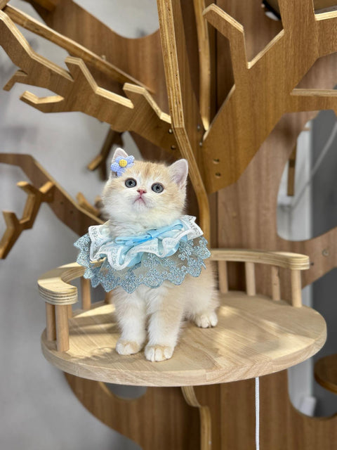 🐱英短+英長 紫金