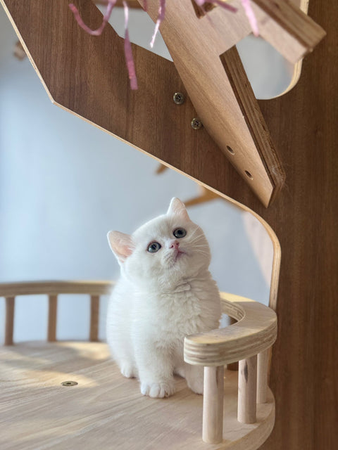 🐱 短腿曼基 純白