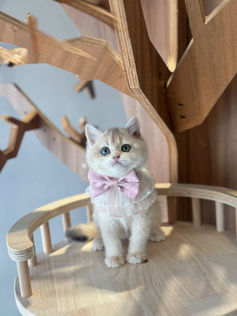 🐱英短 藍金 女女