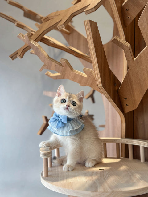 🐱英短 藍金 仔仔