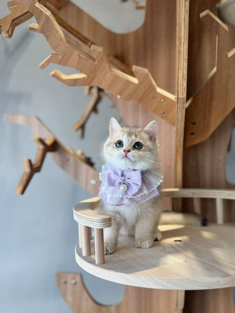 🐱英短 藍金 女女