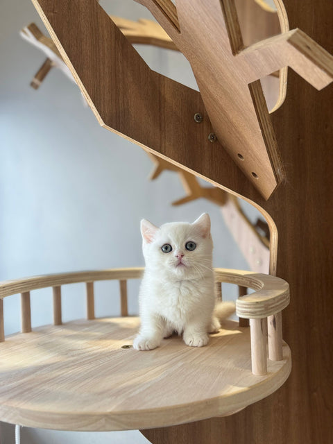 🐱 短腿曼基 純白