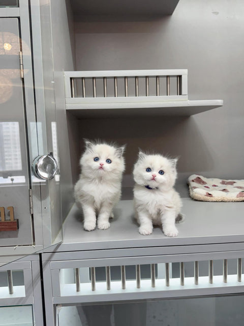 🐱布偶 藍雙 (餅乾 & 曲奇)