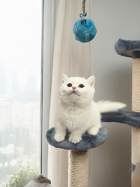 🐱 短腿曼基 純白