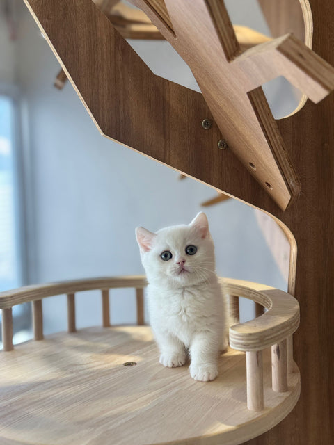 🐱 短腿曼基 純白